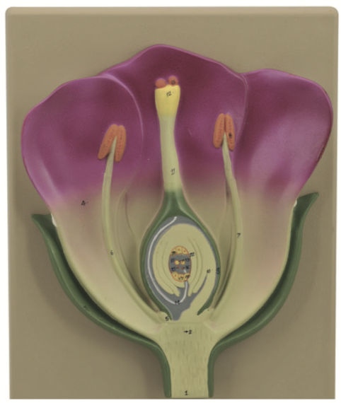 Modèle de fleur – MDF1