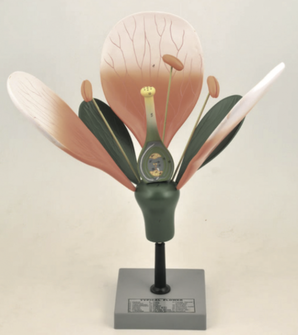Modèle de fleur de pécher - MDF2
